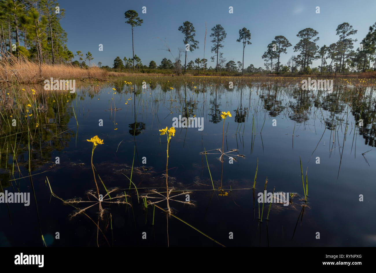 Geschwollene bladderwort, oder große schwimmende bladderwort, Utricularia inflata in einem Wald Teich in Cedar Key Scrub State Reserve, Florida. Stockfoto