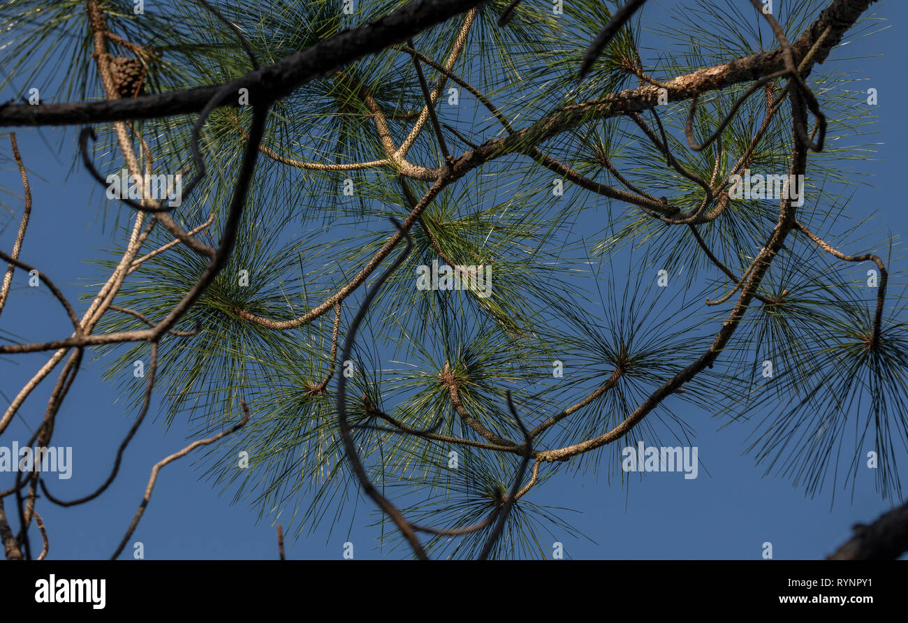 Slash Kiefern, Pinus ellioti, Nadeln und Zweige, in Cedar Key Scrub State Reserve, West Florida. Stockfoto