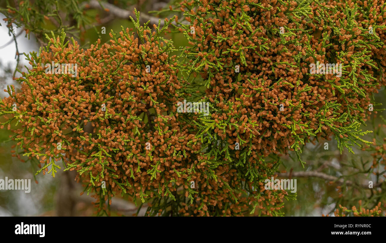 Rote Zeder, Juniperus virginiana var. silicicola, mit männlichen Zapfen. Florida. Stockfoto