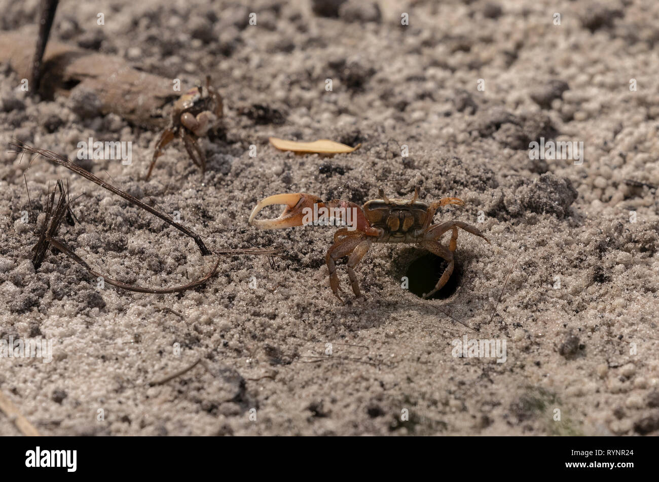 Männliche Gulf Coast Fiddler Crab, Uca Allheilmittel, Fütterung und Anzeigen durch seine Höhle am Wattenmeer, Golf von Mexico, Florida. Stockfoto