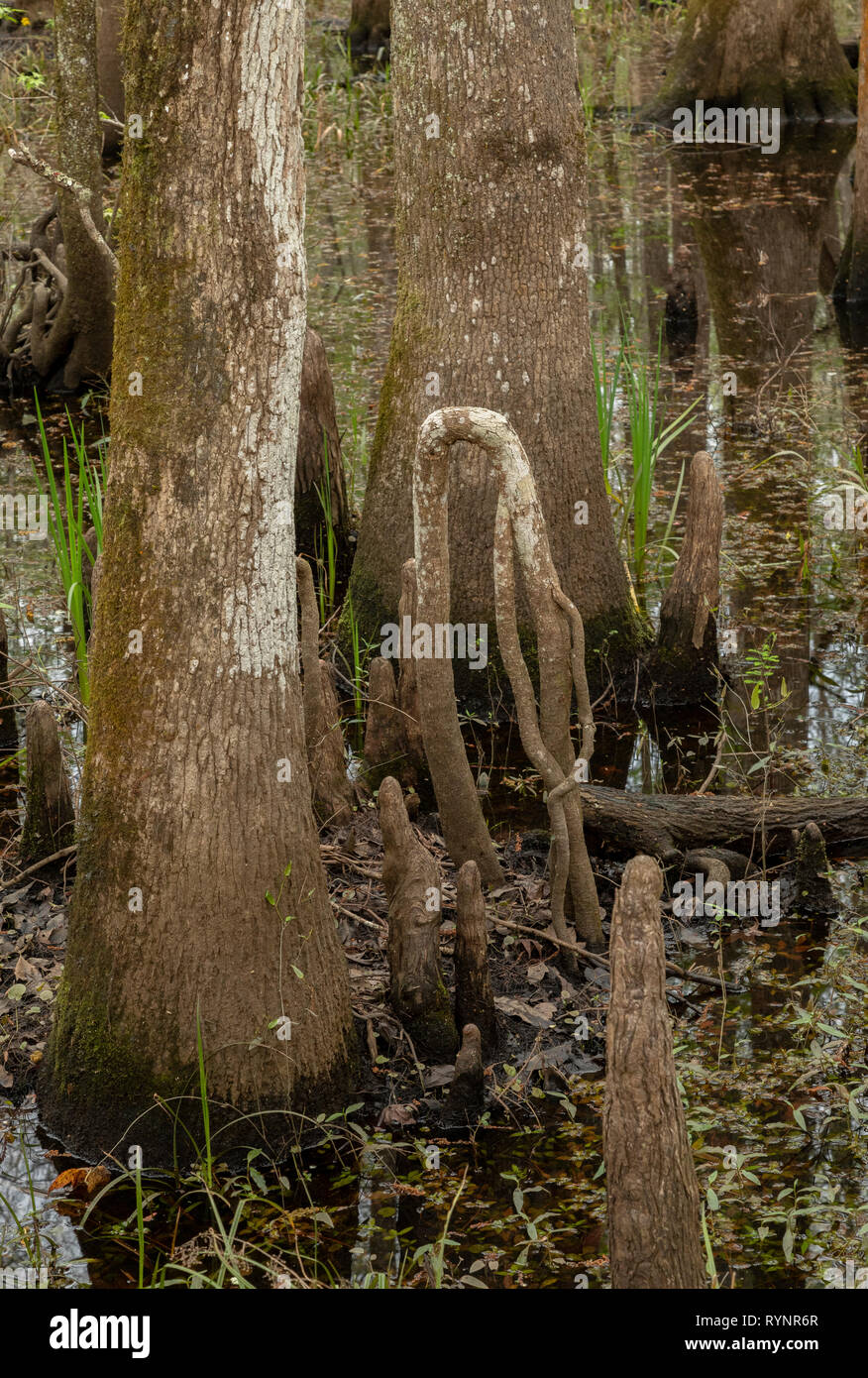 Kahlen Zypresse, distichum Taxodium distichum, Knie in Wäldern im unteren Suwannee National Wildlife Refuge, West Florida. Stockfoto