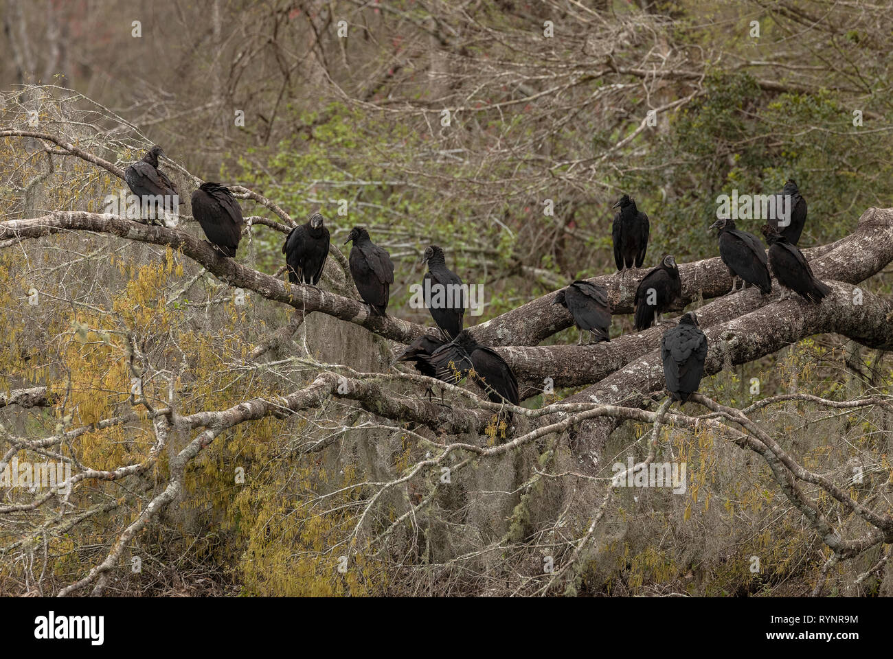 Gruppe von schwarzen Geier, Coragyps atratus, auch als die amerikanische schwarze Geier bekannt, in Wakulla Springs State Park. Florida. Stockfoto