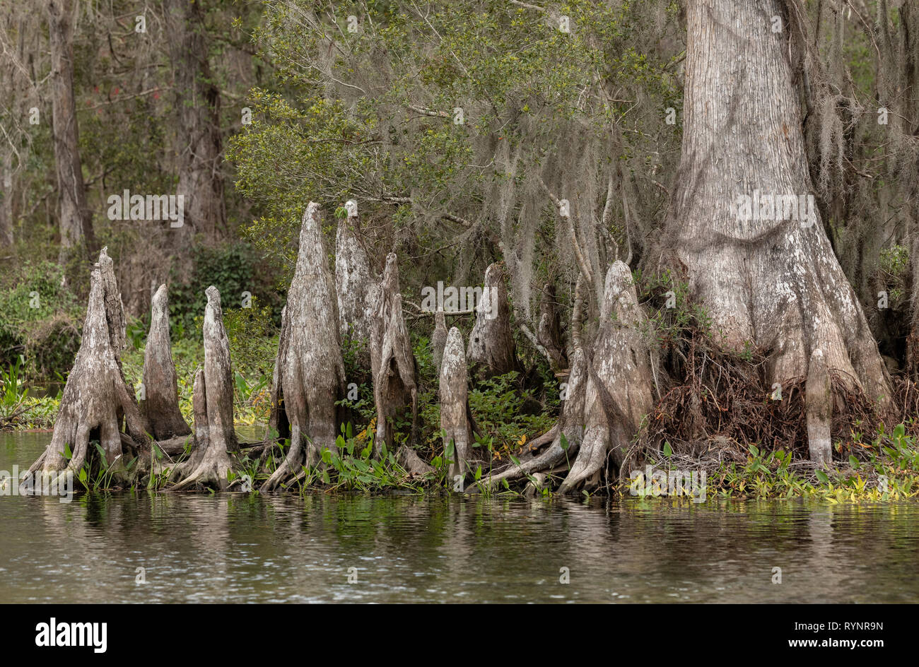 Kahlen Zypresse, distichum Taxodium distichum, Woodland in der Unteren Suwannee National Wildlife Refuge, West Florida. Stockfoto