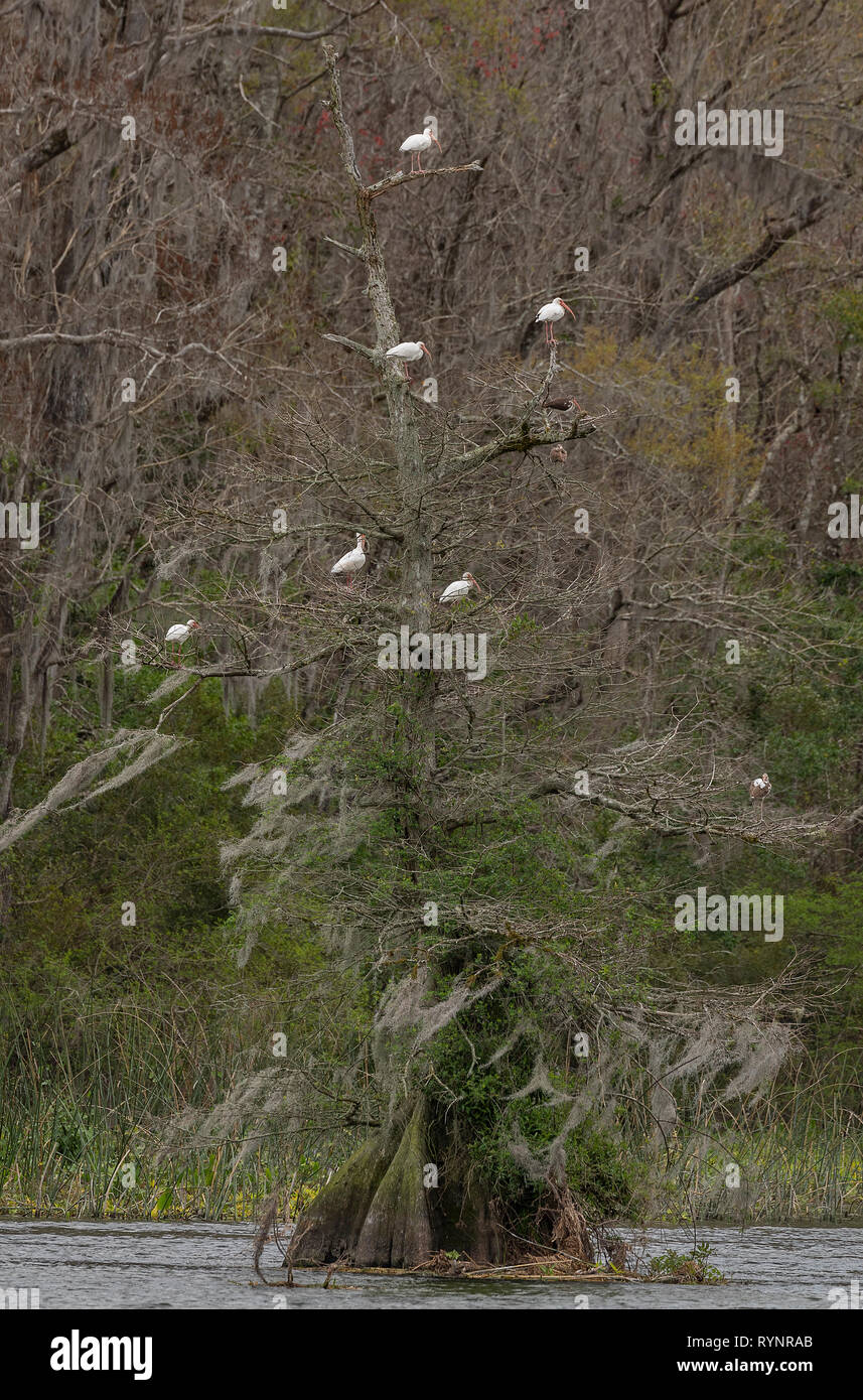 American White ibis, Eudocimus Albus, Gruppe Rastplätze in Swamp Cypress, in Wakulla Springs State Park. Stockfoto