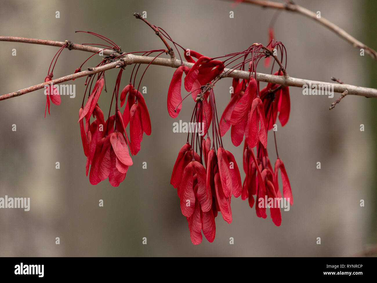 Rote Ahorn, Acer rubrum Obst im Winter, mit schönen roten Samaras. Florida. Stockfoto