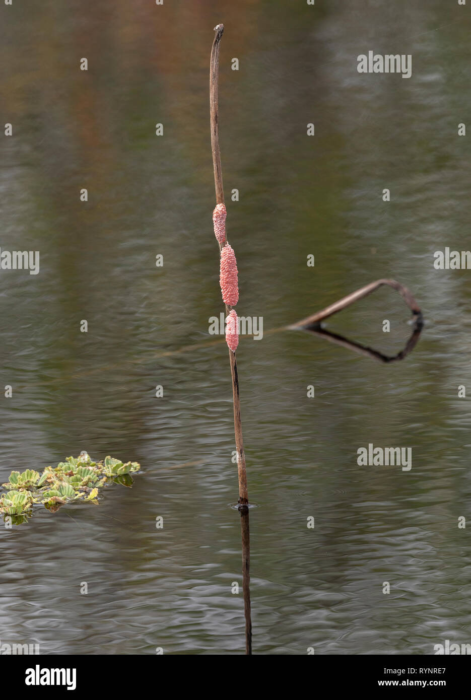 Ei Massen der Insel applesnail, Pomacea maculata, auf emergent Aquatic, Sweetwater, Florida. Stockfoto