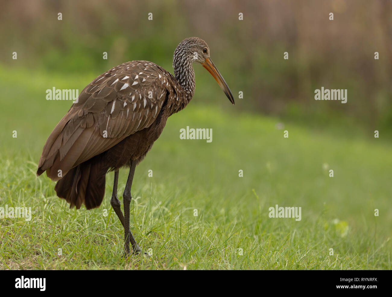 Limpkin, Aramus guarauna am Sweetwater Feuchtgebiet, Florida Stockfoto