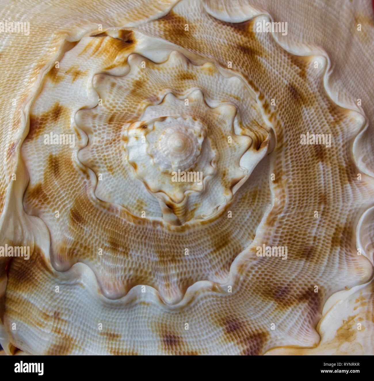 Große Schnecke Conch. Speral Textur Stockfoto