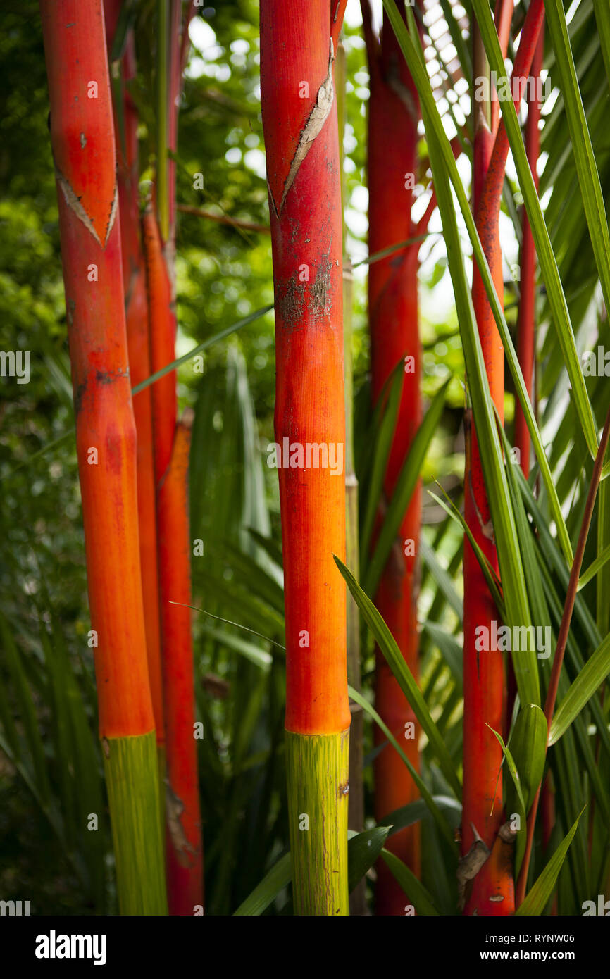 Lippenstift Palm, Cyrtostachys Renda, - rote Siegelwachs Palme - Bambus ist eine helle, rote tropische mehrjährig Zierpflanzen. Stockfoto