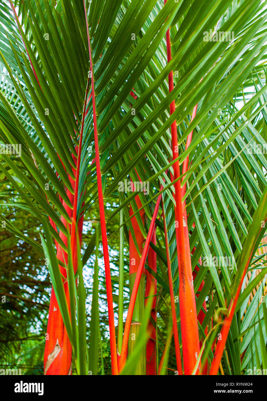 Roten Siegellack Palme - Lippenstift Palmen Bambus, Cyrtostachys Renda, eine auffällige, helle rote tropischen Zierpflanzen mehrjährige Pflanze. Stockfoto
