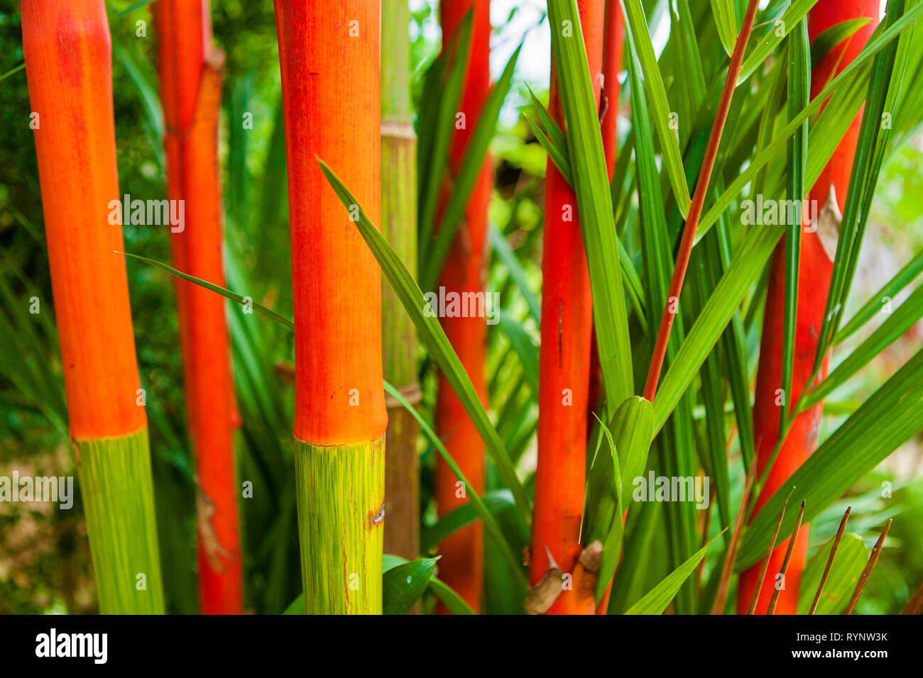 Roten Siegellack Palm a/k/a Lipstick Palm Bambus, Cyrtostachys Renda, leuchtend rote Stiele und grünen Wedel. Stockfoto