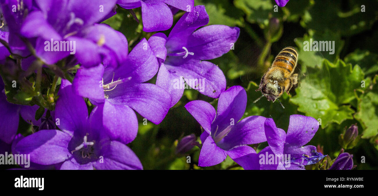 Liste der Blumen, die Bienen ziehen Stockfoto