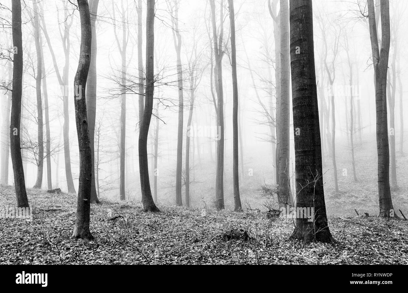 Wald-Nebel in BW Stockfoto