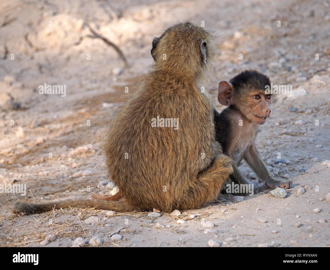 Faltigen baby Olive baboon (papio Anubis) mit festen starren und großen Ohren sitzen mit älteren Geschwister auf steinigem Boden im Amboseli NP, Kenia, Afrika Stockfoto