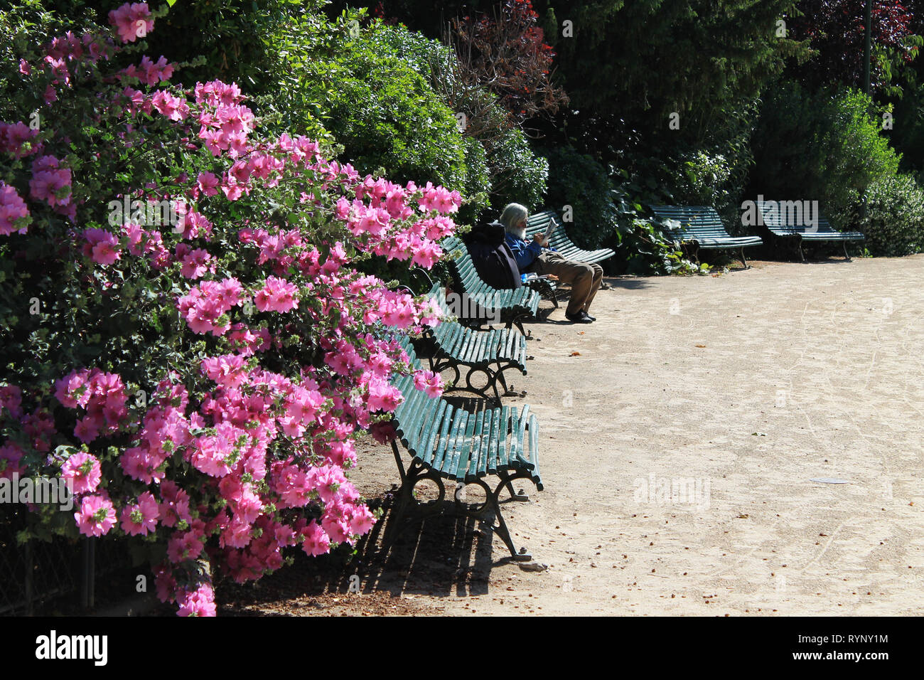 Obdachlosen eine Zeitung lesen auf einer Bank in Paris, in diesem schönen Blick durch die rosa Blüten in der Nähe von Tuileries umgeben. Stockfoto