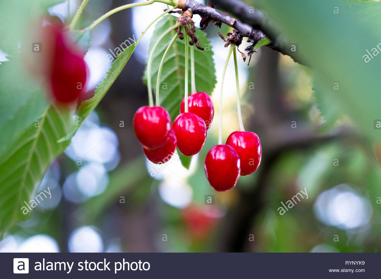 Rote Kirschen Vom Baum Reif Susskirschen Auf Einem Zweig Nur Vor