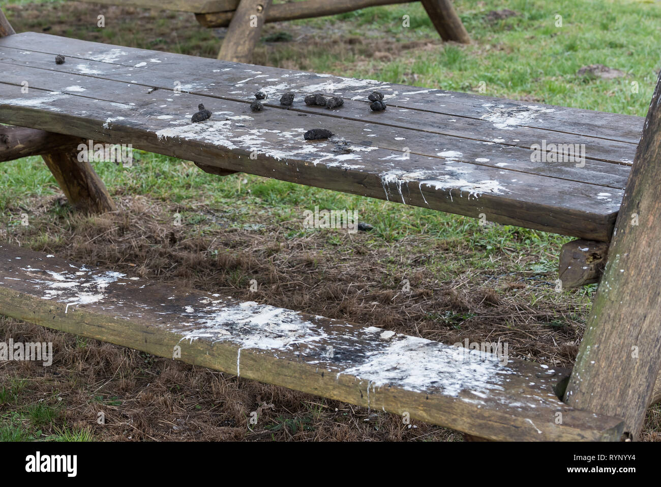 Pellets- und Kot einer Schleiereule Stockfoto