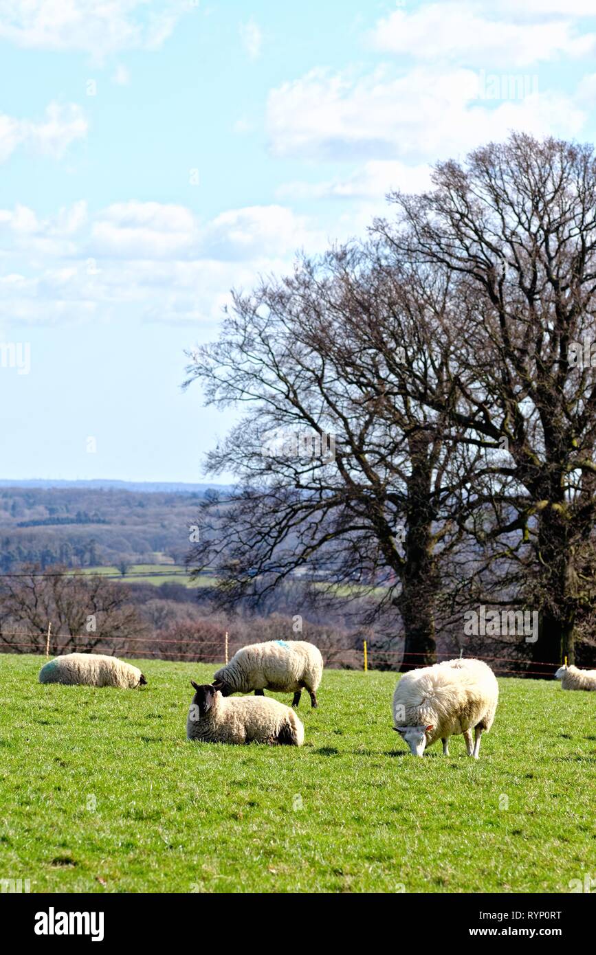 Southdown Schafe weiden in einem Feld an einem sonnigen Frühlingstag in der Nähe von balcombe Sussex England Großbritannien Stockfoto