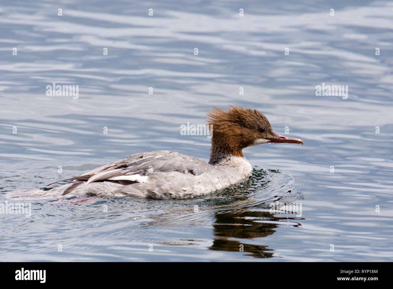 Gänsesäger, weiblich, Schwimmen auf dem See in Deutschland Stockfoto