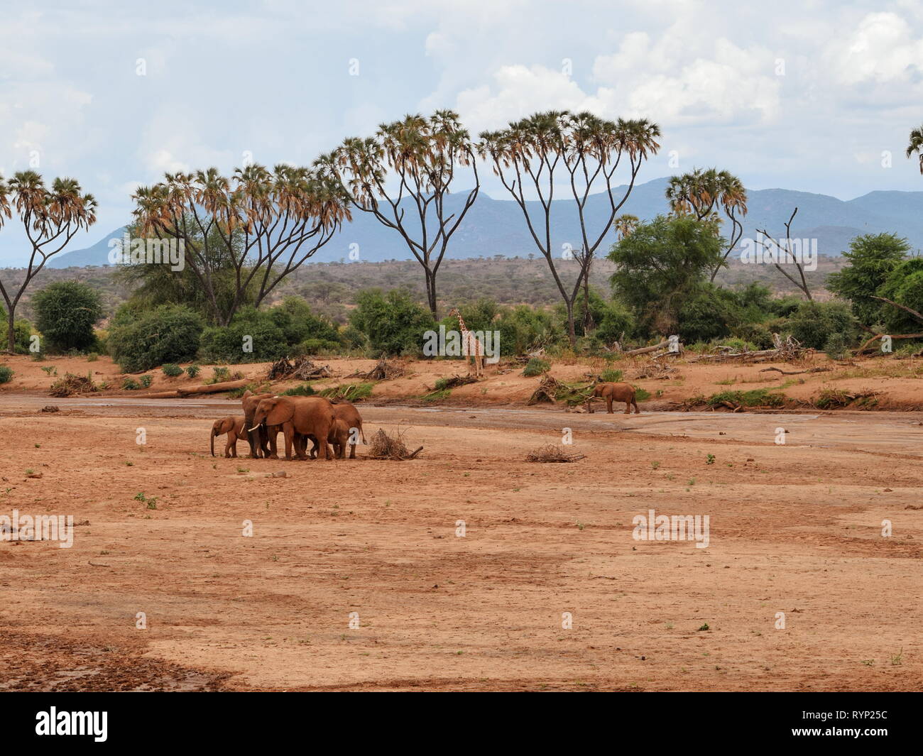 Eine Herde von afrikanischen Elefanten (Loxodonta Africana) am Ewaso Nyiro Fluss, Kenia Stockfoto