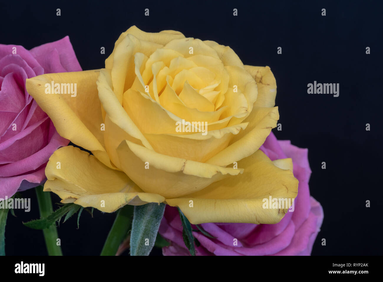 Noch immer leben Farbe Makro einer hellen gelben Rosenblüten mit detaillierten Textur auf blauem Hintergrund Vor zwei rosa Blüten Stockfoto