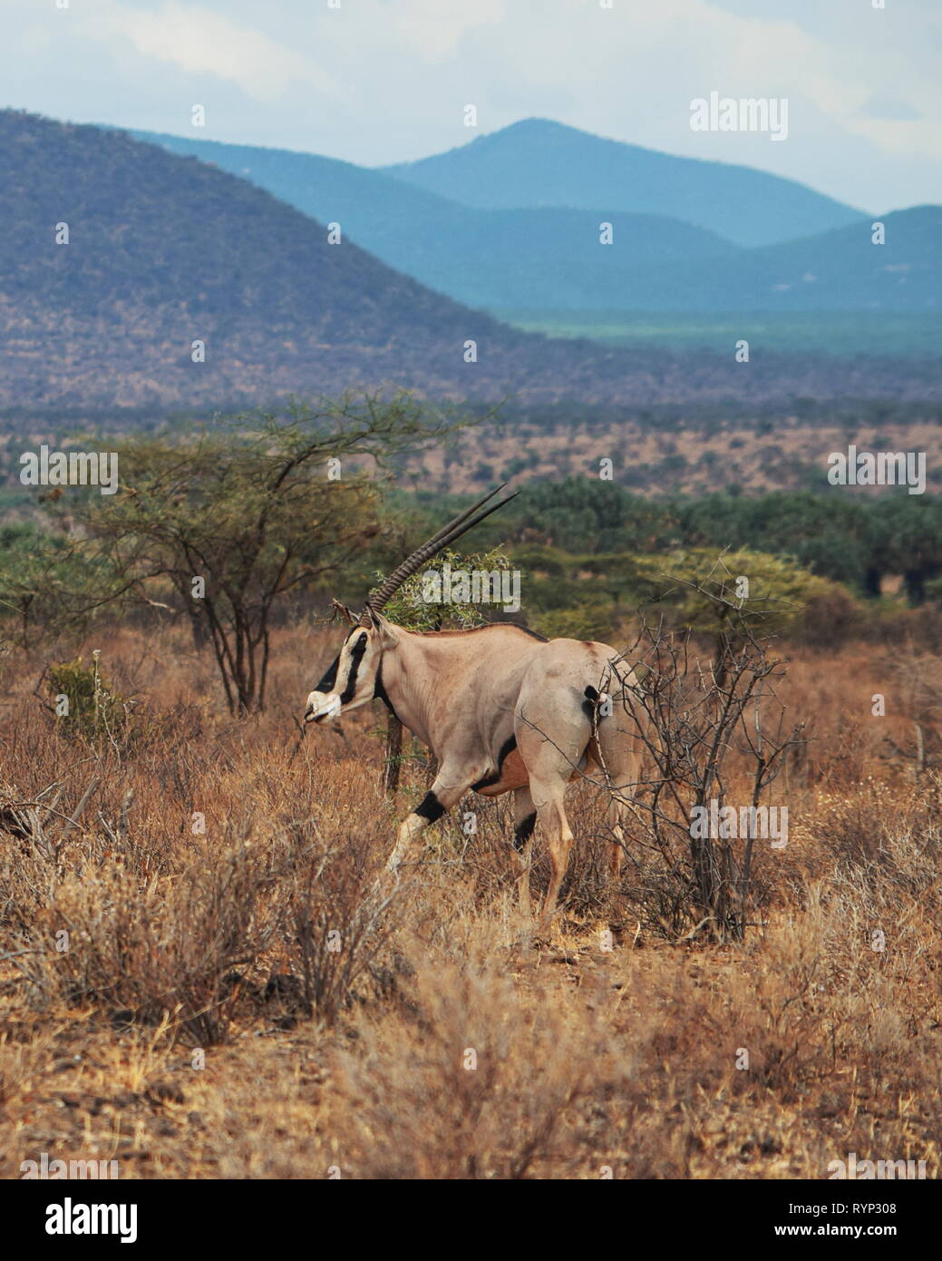 Beisa Oryx in der Samburu National Reserve, Kenia Stockfoto