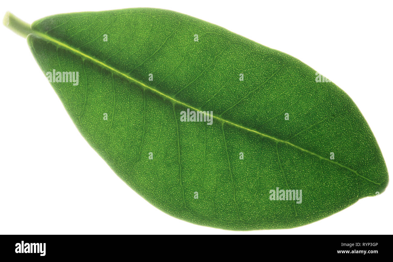 Blatt von Ficus auf weißem Hintergrund Stockfoto