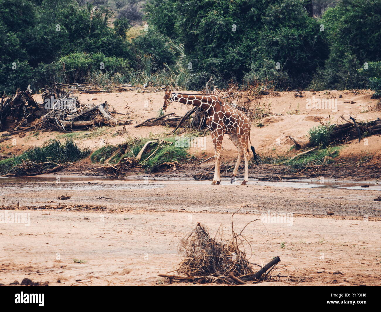 Eine Giraffe am Ewaso Nyiro Flusses, Samburu National Reserve, Kenia Stockfoto