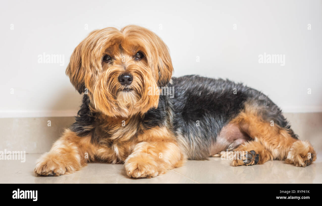 Yorkshire Terrier liegend in die Kamera schaut Stockfoto