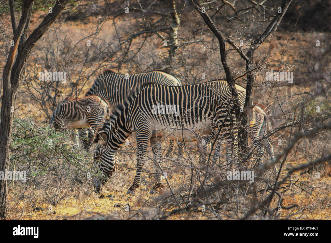Eine Herde Zebras in der Samburu National Reserve, Kenia Stockfoto