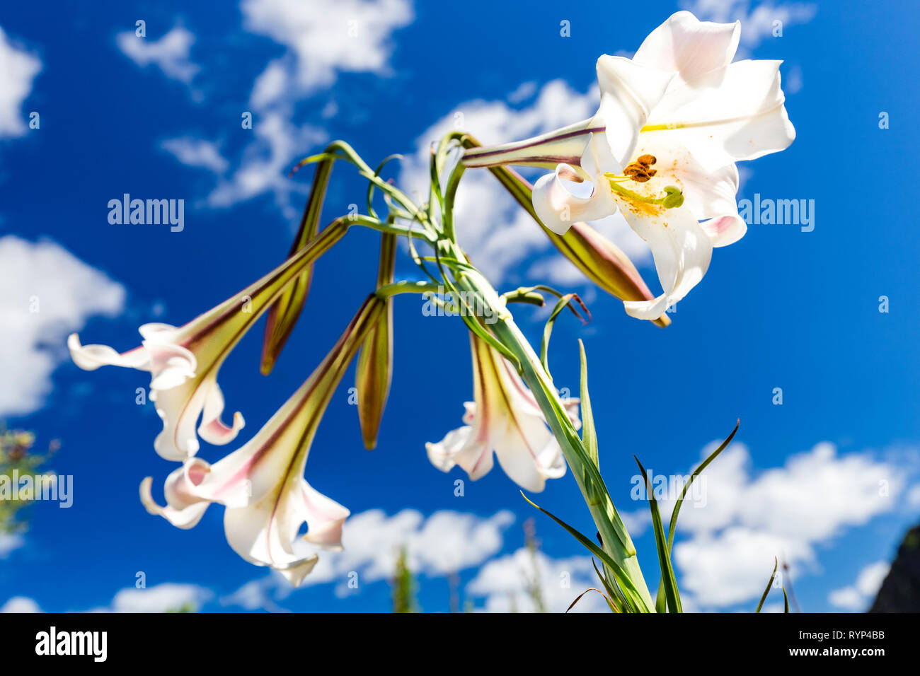 Weiße Lilie in Neuseeland Stockfoto