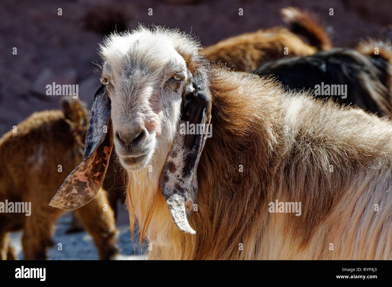 Bergziege Stockfoto