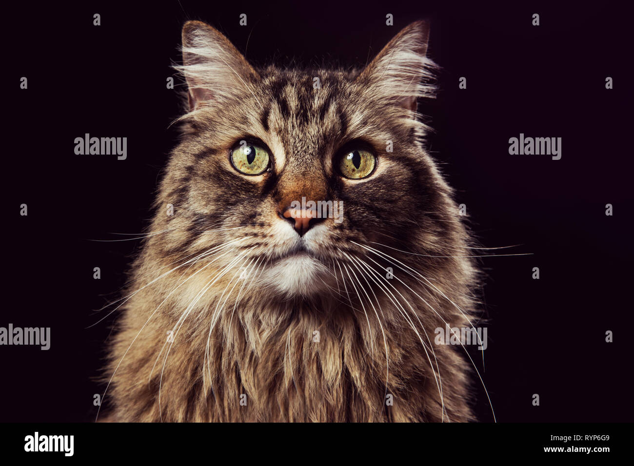 Close-up Studio Portrait einer braun Tabby cat direkt an der Kamera auf einem schwarzen Hintergrund. Stockfoto