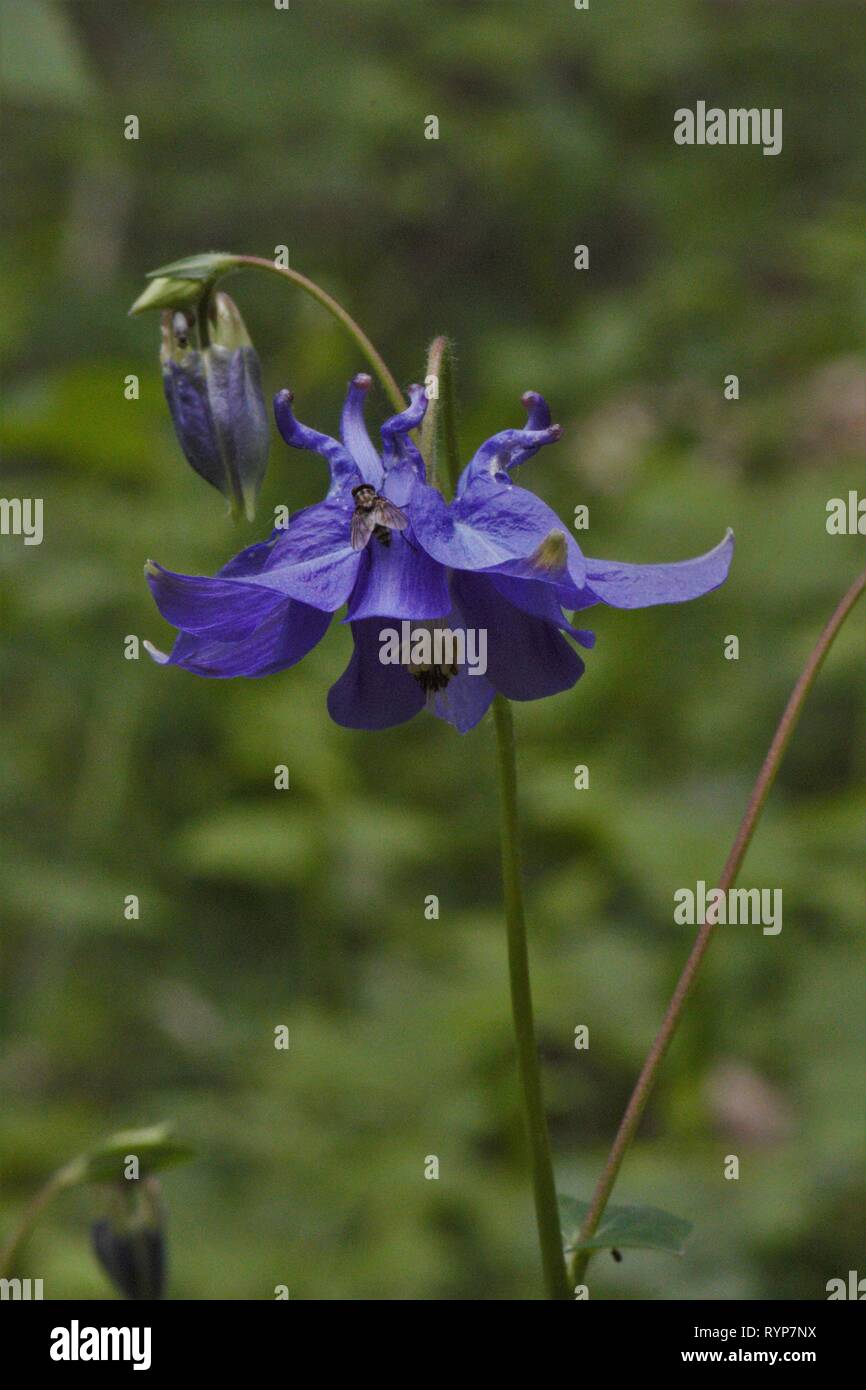 Europäische Akelei (Aquilegia vulgaris) Blüte in einem Buchenwald Clearing in der Beckumer Berge, Deutschland Stockfoto