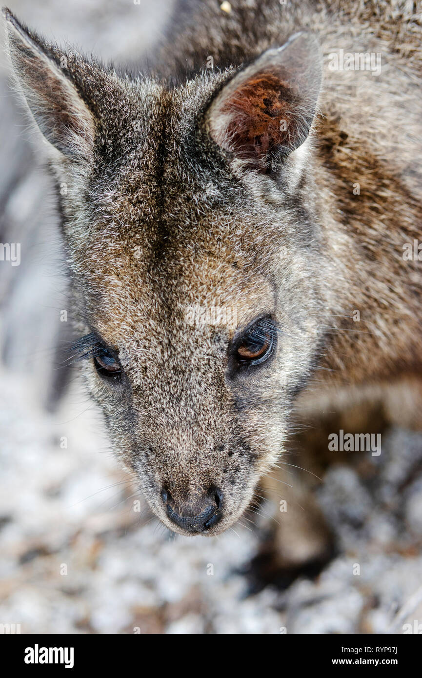 Ein Wallabi Tammar Wallaby auf der Westseite der Insel in der Wallabi Group. Die Houtman Abrolhos Inseln liegen 60 Kilometer vor der Küste von Geraldton in westlichen Aus Stockfoto