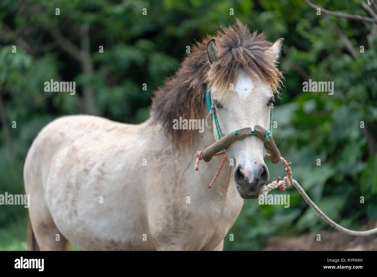 Pferd in Taketomi Insel Okinawa Präfektur, Japan Stockfoto