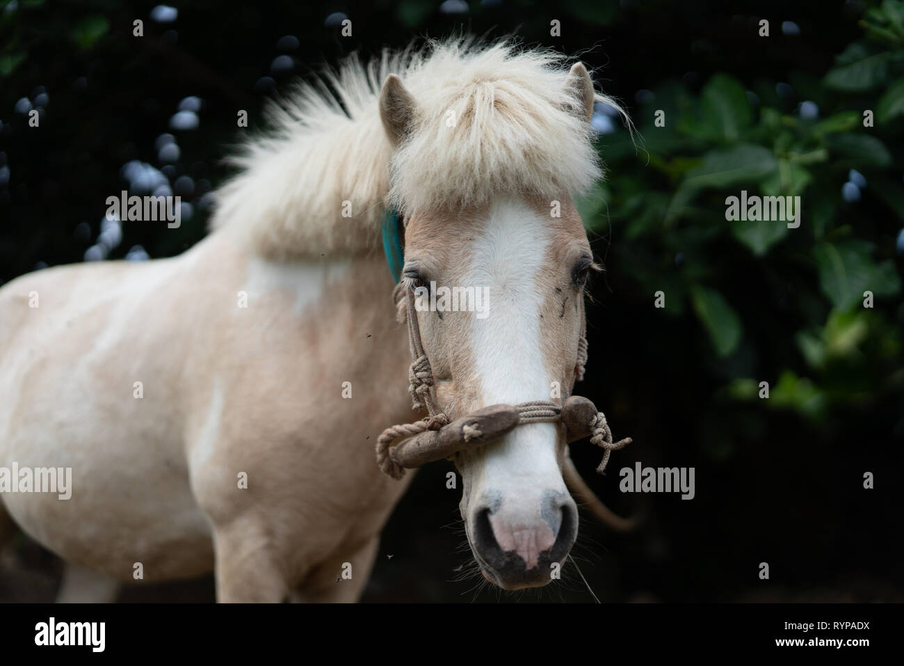 Pferd in Taketomi Insel Okinawa Präfektur, Japan Stockfoto