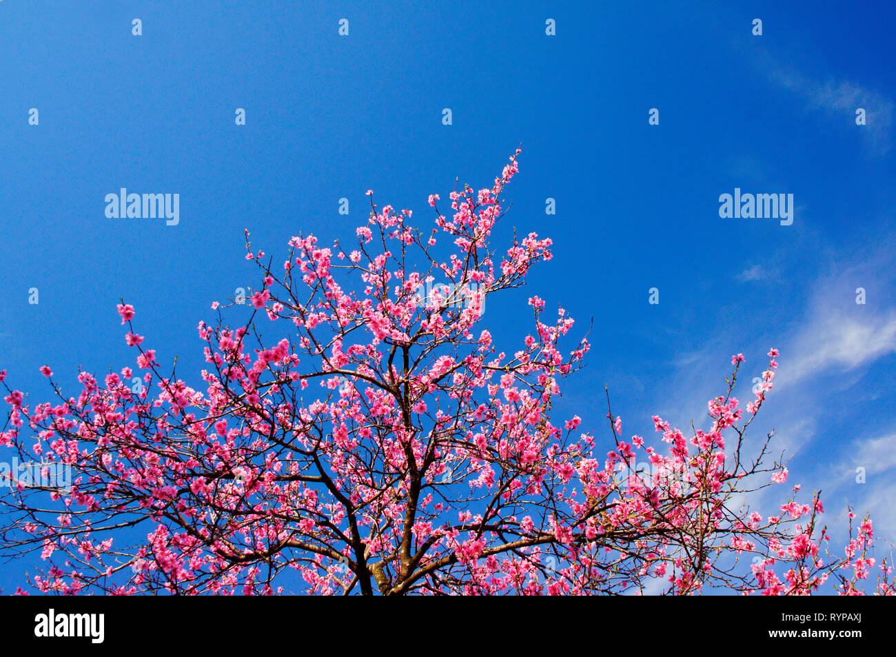 Pfirsich Blüten Stockfoto