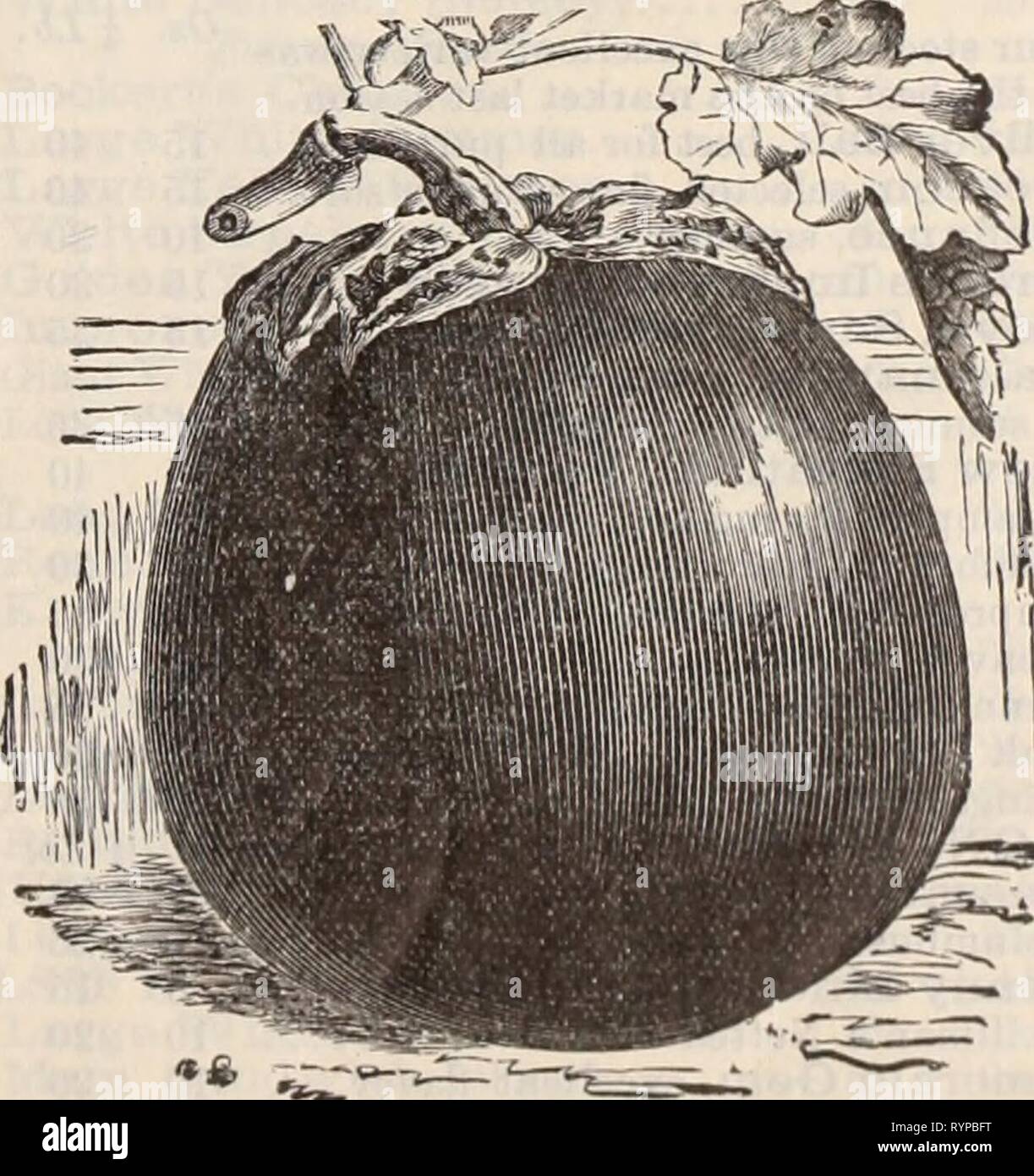 Dreer der Großhandel Preisliste Dreer der Großhandel Preisliste/Henry A. Dreer. . Dreerswholesalep 1898 dree Jahr: dreer die frühesten Schneesturm. Siehe Seite 4 Karotte. Frühestens kurz Horn (Französisch Forcen) frühen Scarlet Horn frühen Half-Long Scharlach, wies Anfang Half-Long Carentan, stumpf. . Half-Long Nantes, stumpf, fein. St. Valery, spitzen Danver's Half-Long. 5 lbs 2,50 $, oder Gueraude Oxheart Chautenay Half-Long Rubicon Half-Long Verbesserte lange Orange. Die nichol Imp. Lange Orange lange Scarlet Altringham langen weißen Belgischen... Imp. Kurze weiße Belgischen (schwere cropper) Kerbel, Doppelt gewellte Chicorée, Lar Stockfoto