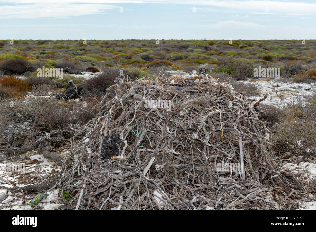 Eine Osprey Nest auf der Westseite der Insel in der Wallabi Wallabi Group. Die Houtman Abrolhos Inseln liegen 60 Kilometer vor der Küste von Geraldton in Western Austr Stockfoto
