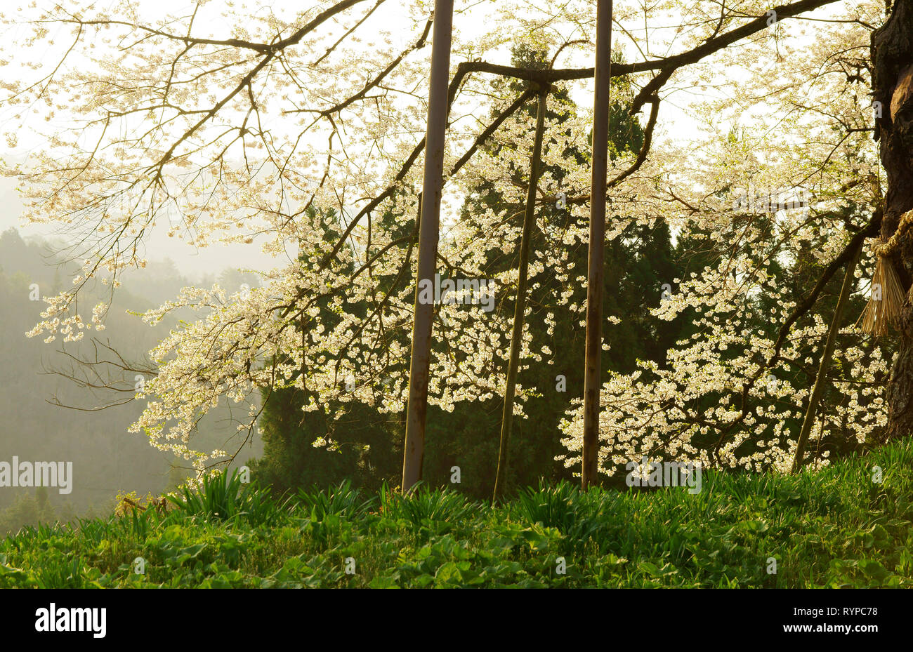 Daigozakura (Baum der Kirschblüten), Okayama Präfektur, Japan Stockfoto