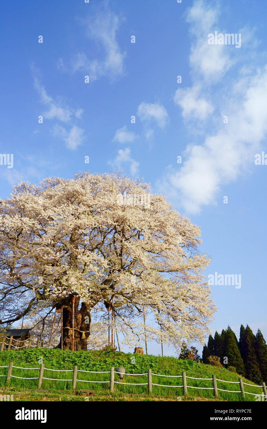 Daigozakura (Baum der Kirschblüten), Okayama Präfektur, Japan Stockfoto