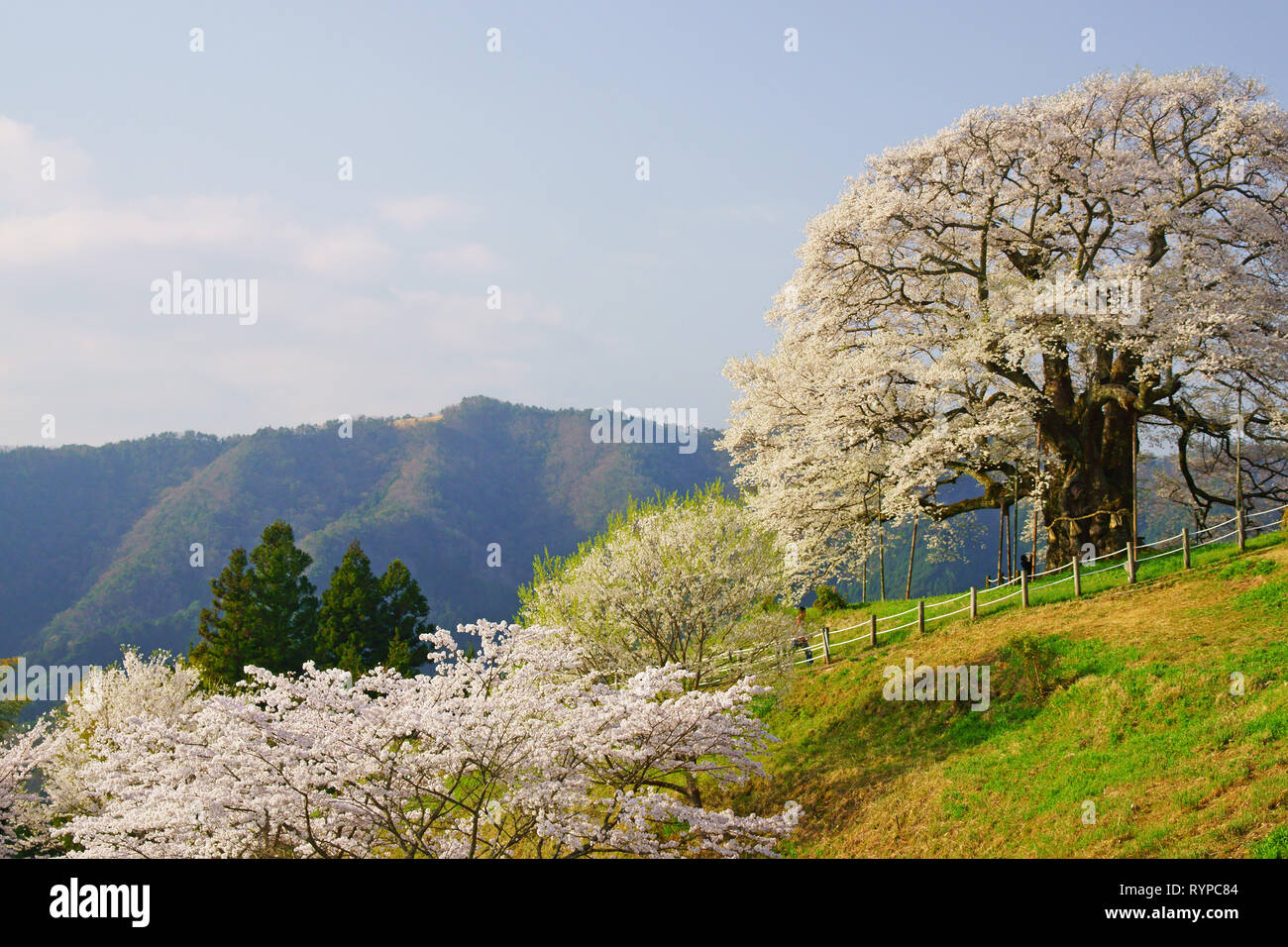 Daigozakura (Baum der Kirschblüten), Okayama Präfektur, Japan Stockfoto