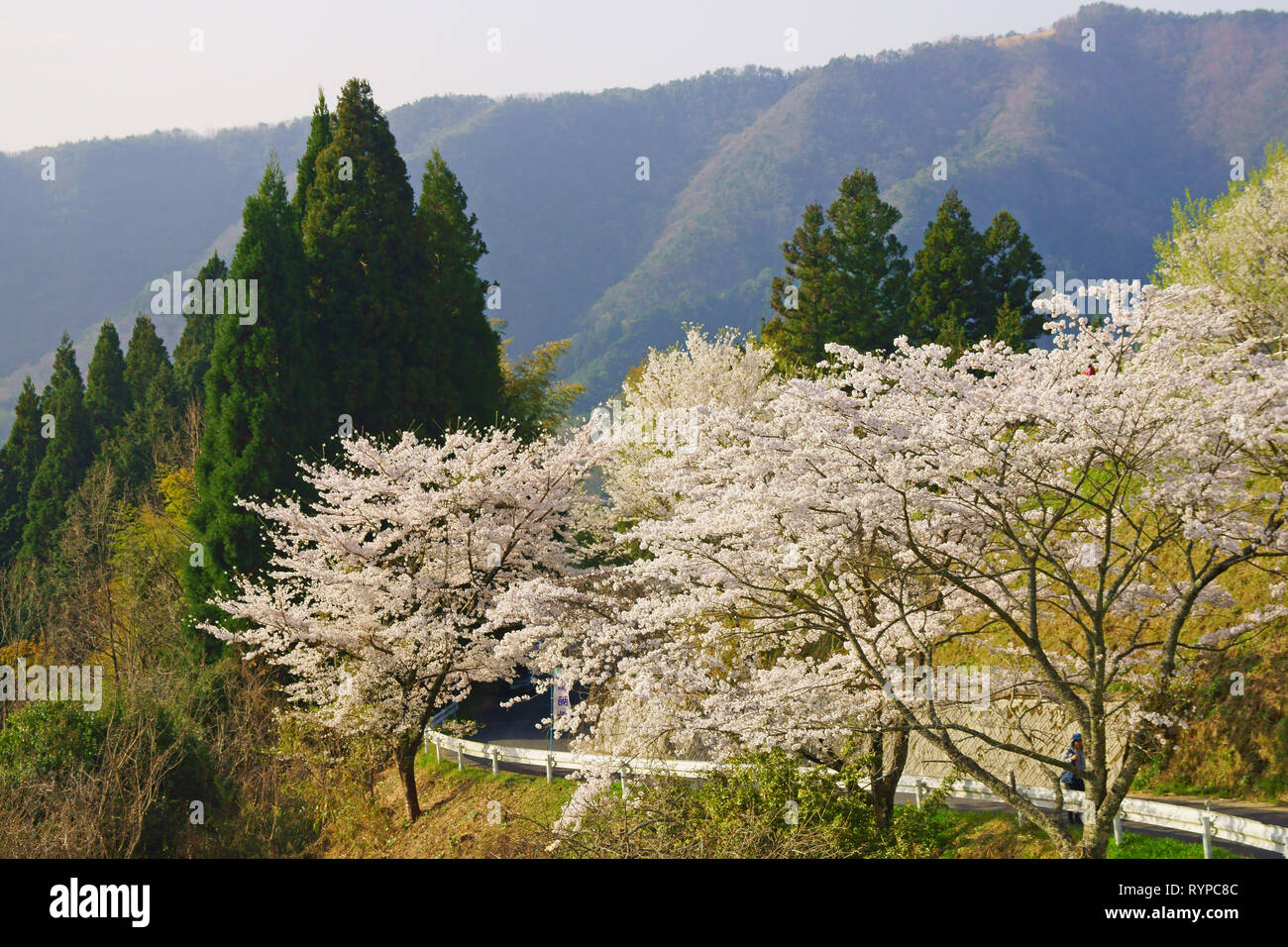 Daigozakura (Baum der Kirschblüten), Okayama Präfektur, Japan Stockfoto