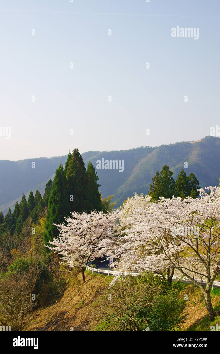 Daigozakura (Baum der Kirschblüten), Okayama Präfektur, Japan Stockfoto