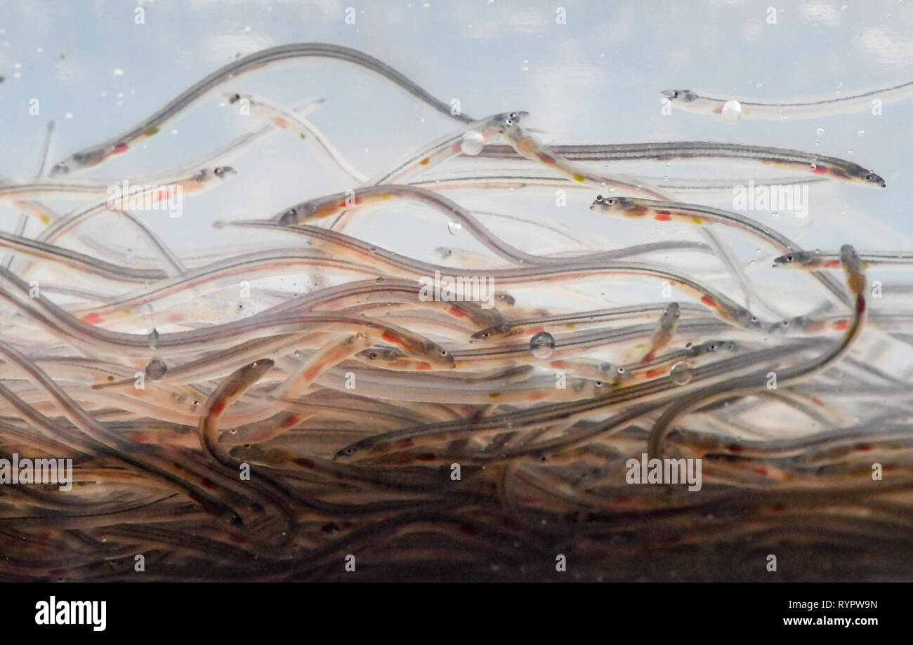 Storkow, Deutschland. 15 Mär, 2019. Junge Glasaale schwimmen in einem Folienbeutel auf dem Gelände der Fischerei Köllnitz. Am gleichen Tag rund 45.000 Glasaalen wurden in das Wasser der Groß Schauener Seenkette platziert. Die kleinen transparenten Aale sind etwa sieben Zentimeter groß und 0,3 Gramm wiegen. In der Sargasso-see im Atlantischen Ozean geboren, sie brauchten drei Jahre die europäischen Küsten mit Hilfe des Golfstroms zu überqueren. Gibt die Aale sind jedes Jahr gefangen und brachte in der europäischen Binnenschifffahrt. Foto: Patrick Pleul/dpa-Zentralbild/ZB/dpa/Alamy leben Nachrichten Stockfoto