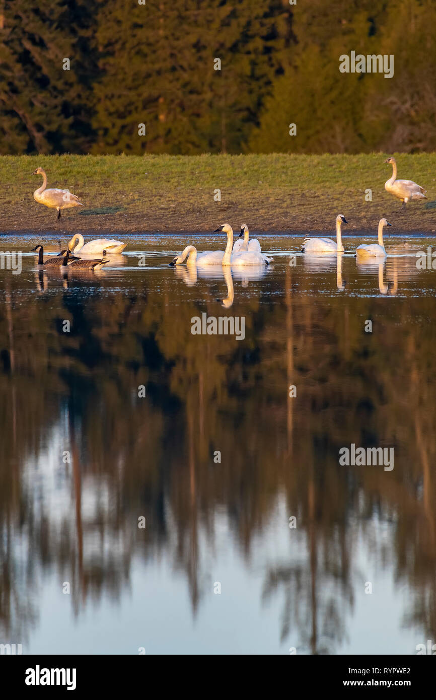 Trumpeter Schwäne und Kanada Gänse auf See Stockfoto