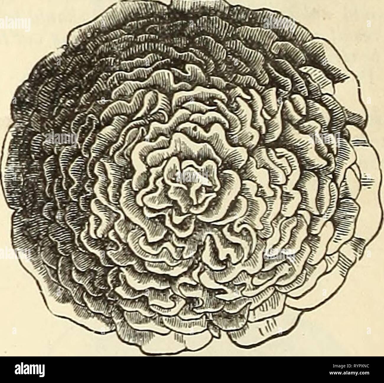 Dreer der Großhandel Preisliste für Großhandel Dreer Preisliste für Floristen und Gärtner: Sommer Ausgabe Juli 1891 August 1891 dreerswholesalep henr Jahr: 1891 Handel pkt. Pro Unze. Die gloxinia, Wahl gemischt 75 2 Handel pkt., 45 cts. 'Neue beschmutzt und tigered.. . 75 Grevillea robusta. Ein stattliches Alter foli-Anlage, ideal für Zimmer im Art déco-ration 25 1 00 Handel pkt. Pro Unze. Cyclamen giganteum Album, Weiß Pro 100 Samen, § 1 50 '1000 11 00' Giganteum Rubrum, Rot Pro 100 Samen, $ 1 50 '1000 11 00'' choicest gemischt. Pro 100 Samen, 1 $ 00'1000'8 00' Persicum, Wahl gemischt.. . 50 5 00 Unsere s Stockfoto