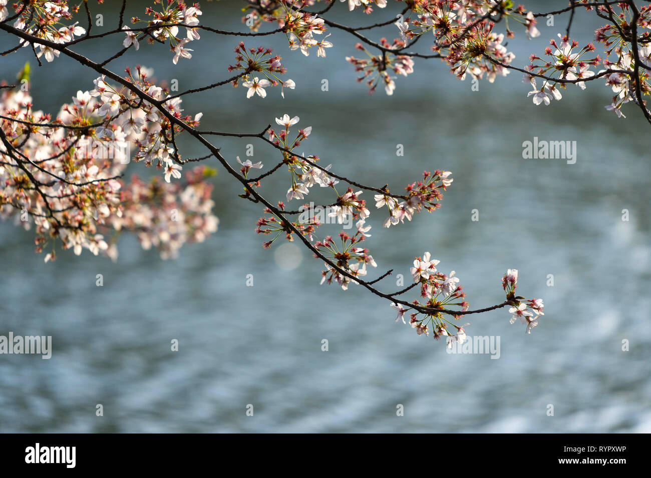 Cherry Blossom Saison im Inokashira Onshi Park. Onshi Inokashira Park hat über 460 Kirschbäume. Dieser Park ist berühmt für die Kirschblüte. Stockfoto