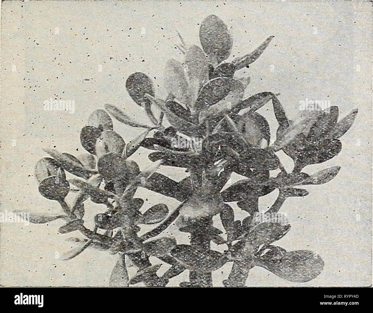Dreer der Großhandel Katalog für Floristen Dreer der Großhandel Katalog für Floristen und Gärtner: Herbst 1941 Edition. dreerswholesalec 1941 henr Jahr: 1941 Aloe arborescens Crassula ai-borescens Aloe arborescens (Medizin Kaktus). Wird eine wünschenswerte Haus Pflanze, wächst und gedeiht unter den meisten Ad-Vers. Lange schmale Blätter von schweren tex-ture ungefähr zwei Zoll breit am Stiel, verjüngt sich bis zu einem gewissen Punkt. Sehr attraktiv.  Pro 100 Pro 1000 0 $ 14 $ 12 00 110 $ 00 2-Zoll 3-Zoll TÖPFE Töpfe 28 25 00 Crassula ArborescenB (Jade). Starke Stiele mit dicken fleischigen Blätter ca. 2 i Stockfoto